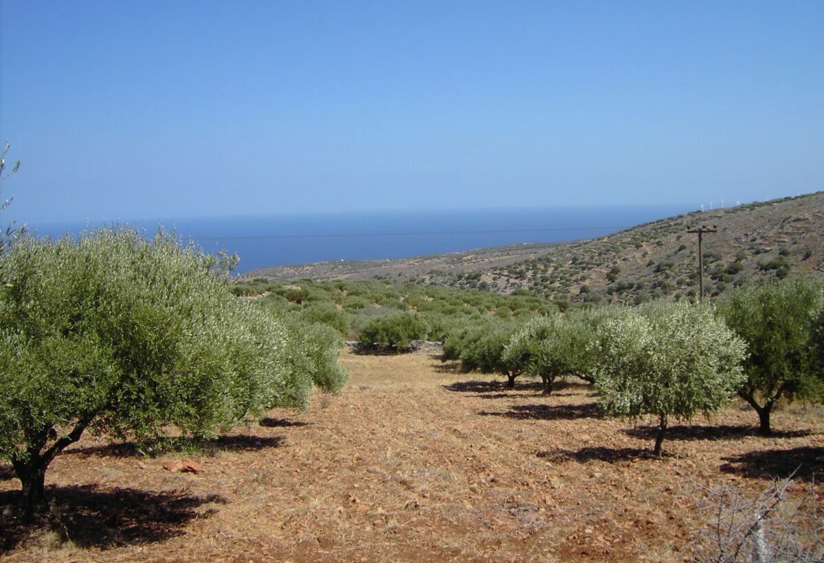 Der lteste Olivenbaum und die Gttin Athene - Kreta erfahren