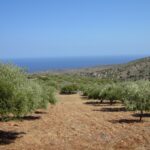 Der älteste Olivenbaum und die Göttin Athene